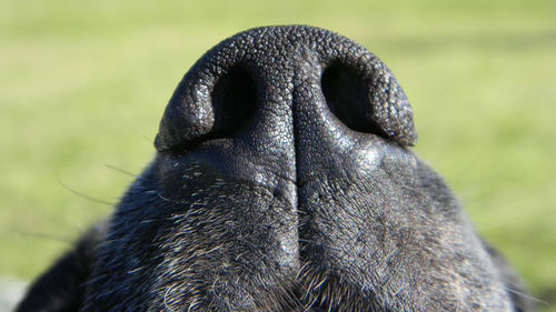 keep dog kennel smelling good